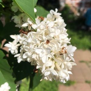 Meet your Posher, Cynthia